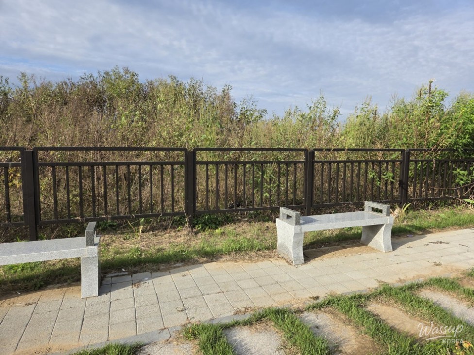 Close-up of the reeds swaying in the wind along Daegangcheon