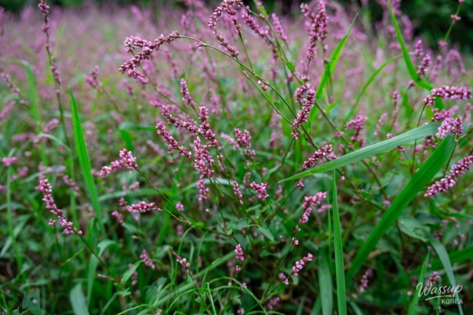 Mysterious Appearance