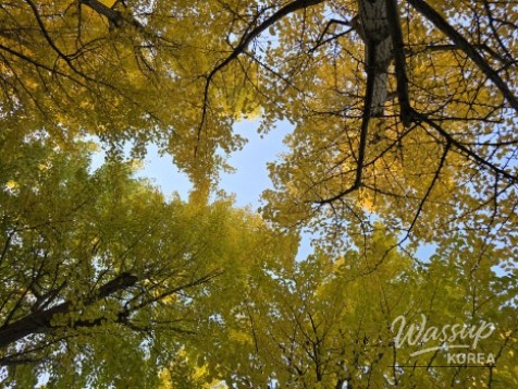 Mysterious Appearance