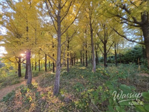 Mysterious Appearance