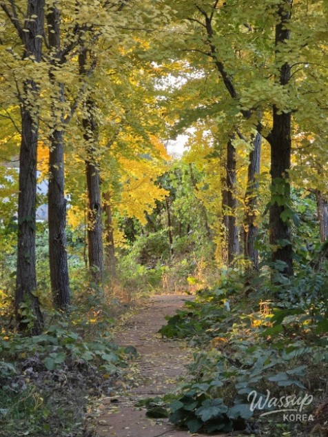 Mysterious Appearance