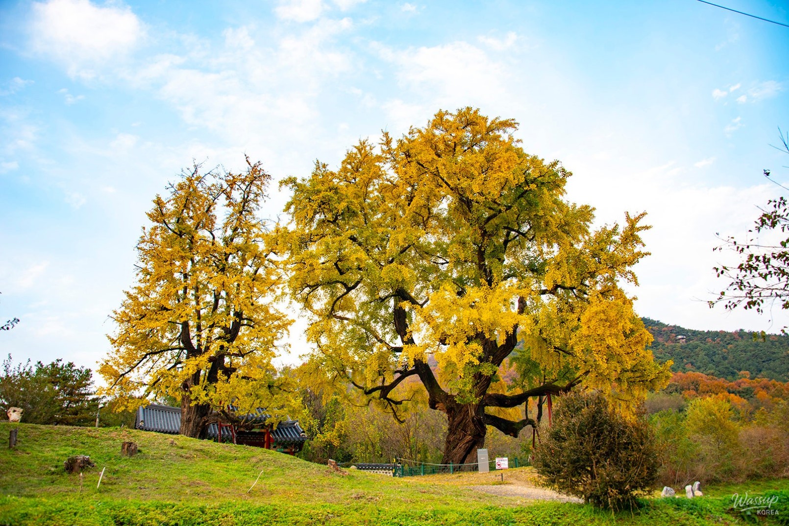 Two massive 600-year-old ginkgo trees standing in front of Sungmogak shrine in Sejong City