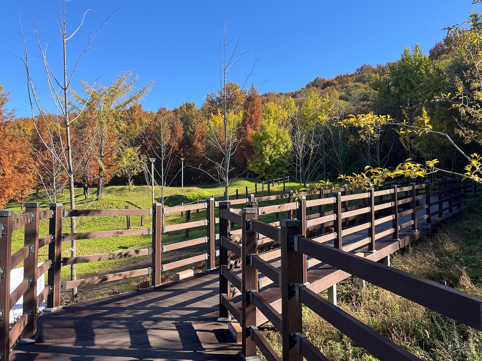 A serene view of Wonsusan Mountain trail covered in vibrant autumn foliage in Sejong City