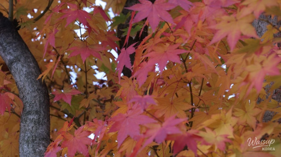 A mysterious and beautiful view of sunlight filtering through an autumn forest in Sejong City