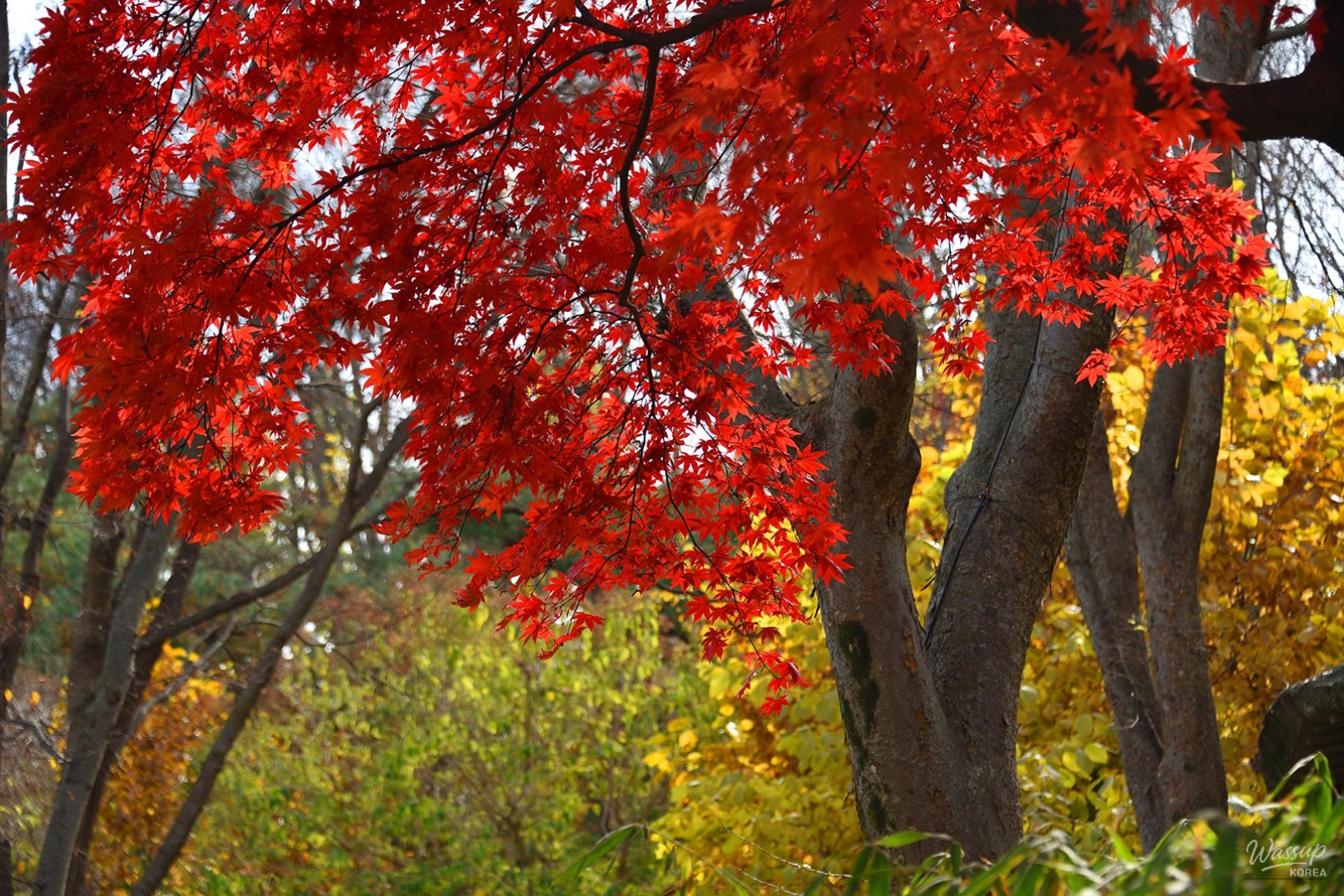 Koi carp swimming in a pond surrounded by colorful autumn trees