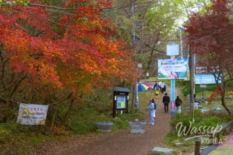 A serene view of the waterfront deck path at Guijeosuji Reservoir lined with autumn reeds