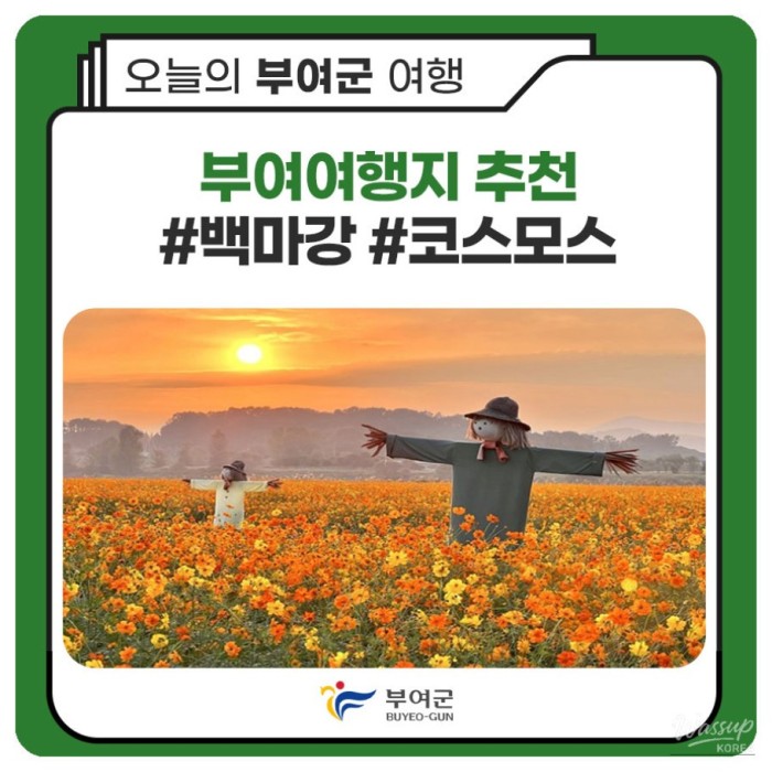 Recommended Travel Destination in Buyeo: Cosmos by the Baengma River849