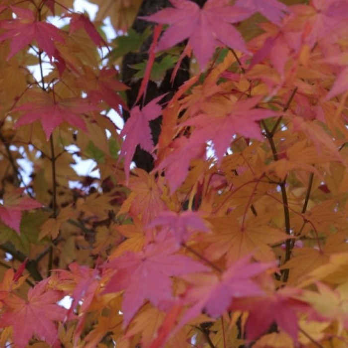 Discovering Autumn in Sejong: 3 Must-Visit Spots193