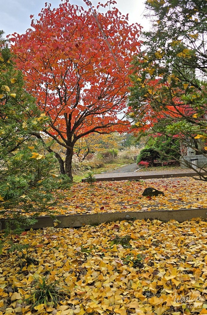A trail covered in fallen yellow ginkgo leaves creating a natural golden carpet