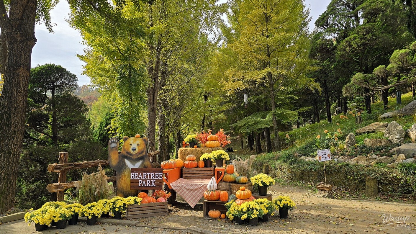 Close-up of bright red maple leaves against a backdrop of green pine trees