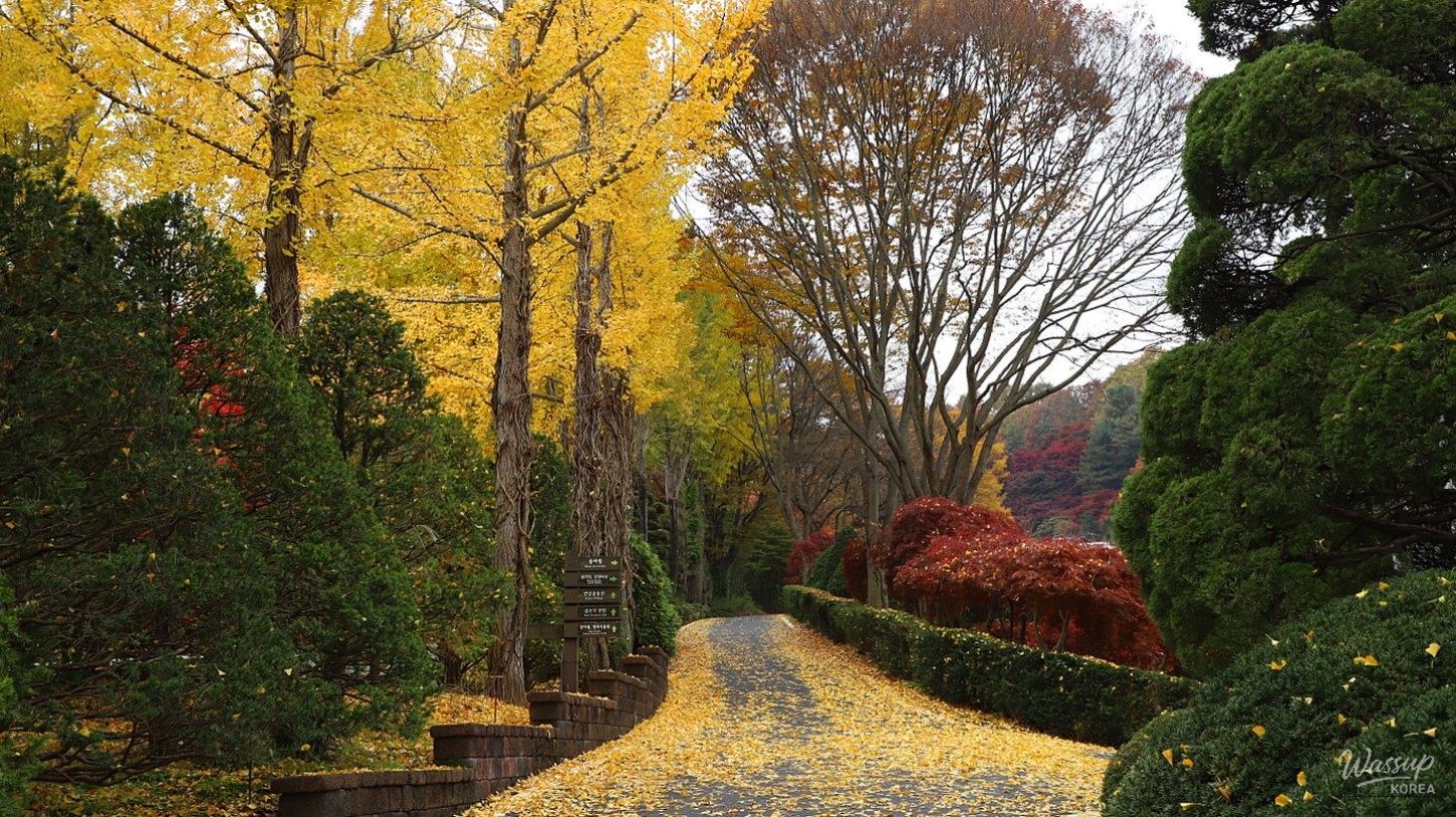 The iconic Thinker sculpture by Rodin standing amidst colorful maple trees