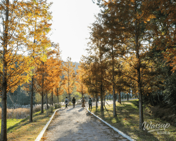 Exploring Korea's Best Autumn Forests_02