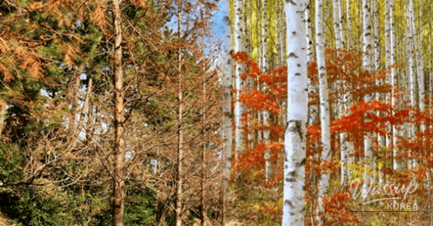 Exploring Korea's Best Autumn Forests_01