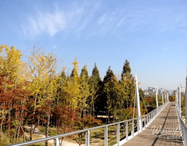 Exploring Korea's Best Autumn Forests_03