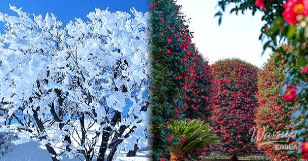 Discovering Jeju in December: A Winter Wonderland_01