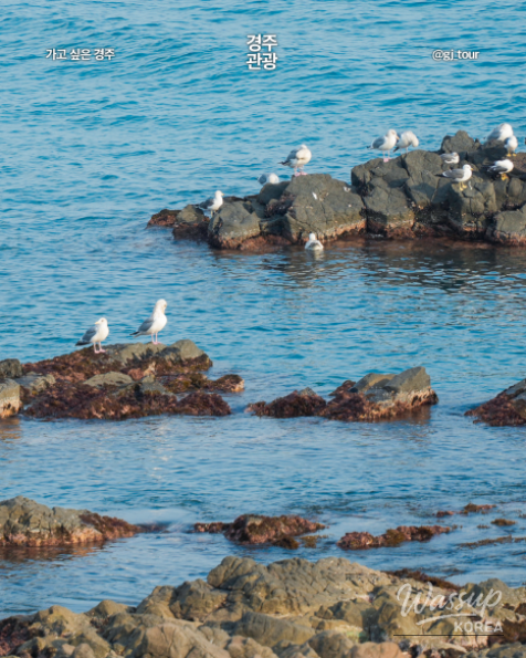 Discovering the Winter Beauty of Gyeongju's Coastal Gems_05