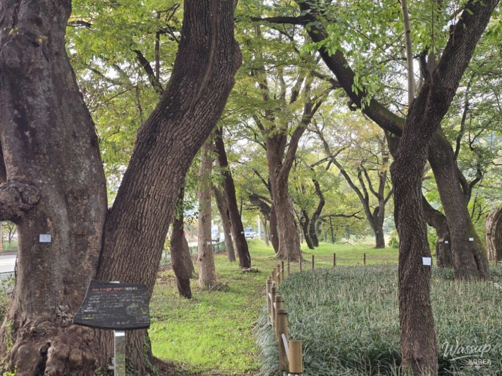 A Serene Walk in the 400-Year-Old Forest of Yeongcheon_04