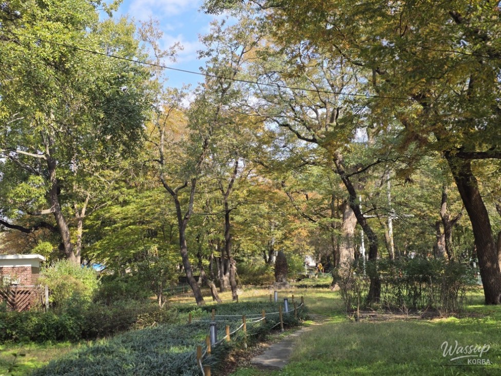 A Serene Walk in the 400-Year-Old Forest of Yeongcheon_02