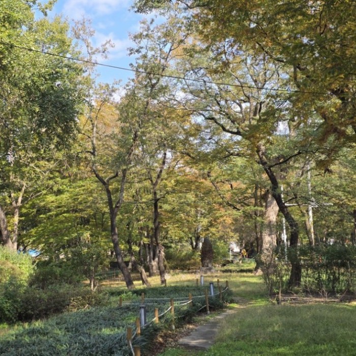 A Serene Walk in the 400-Year-Old Forest of Yeongcheon_02