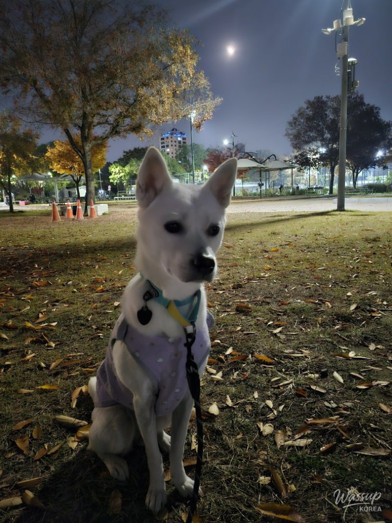 A Food Blogger's Culinary Journey_04