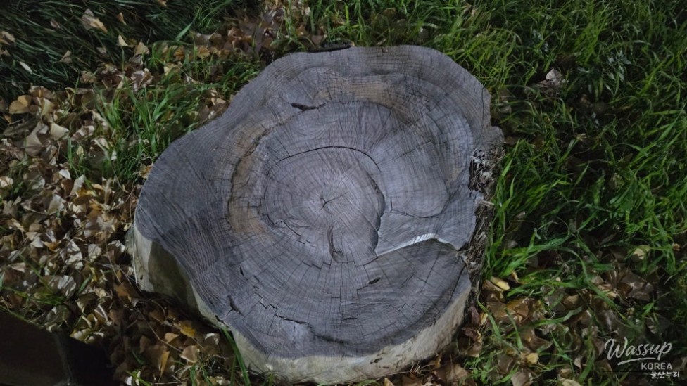 Nostalgia at Hogye Station_11