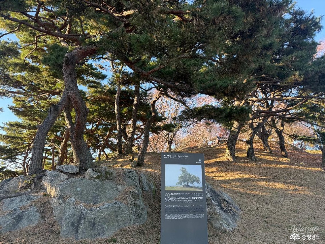 A Romantic Journey to Seonghungsan Love Tree_10