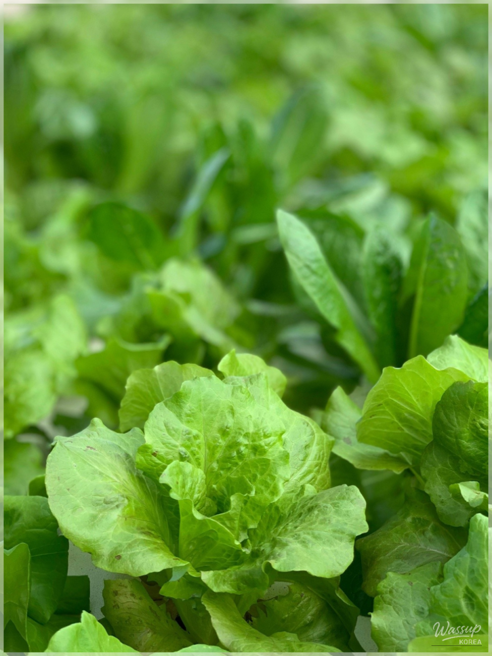 5 Fruits for Radiant Skin_06