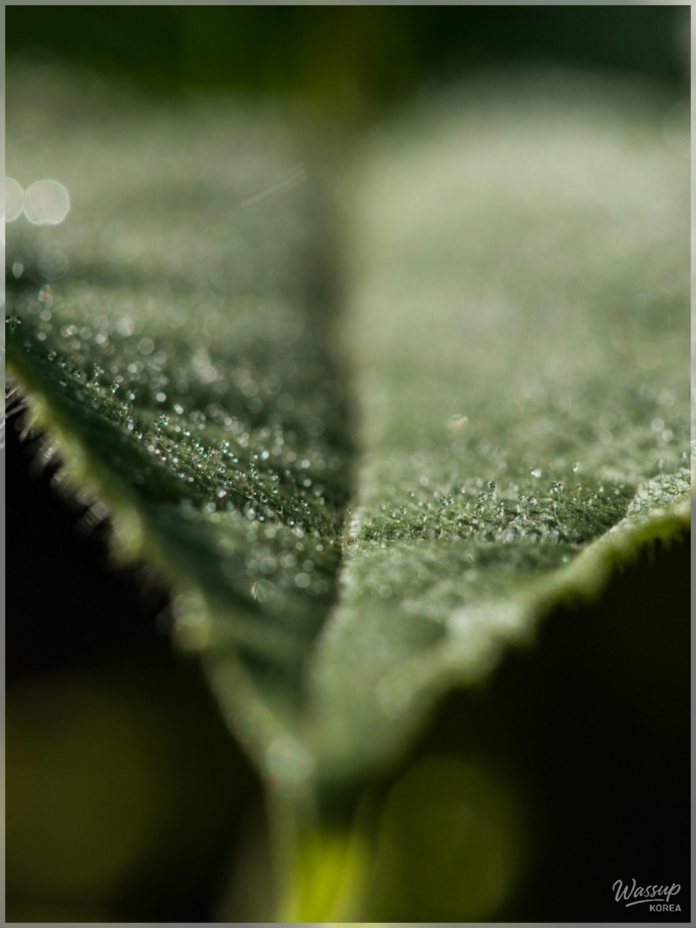 5 Fruits for Radiant Skin_02