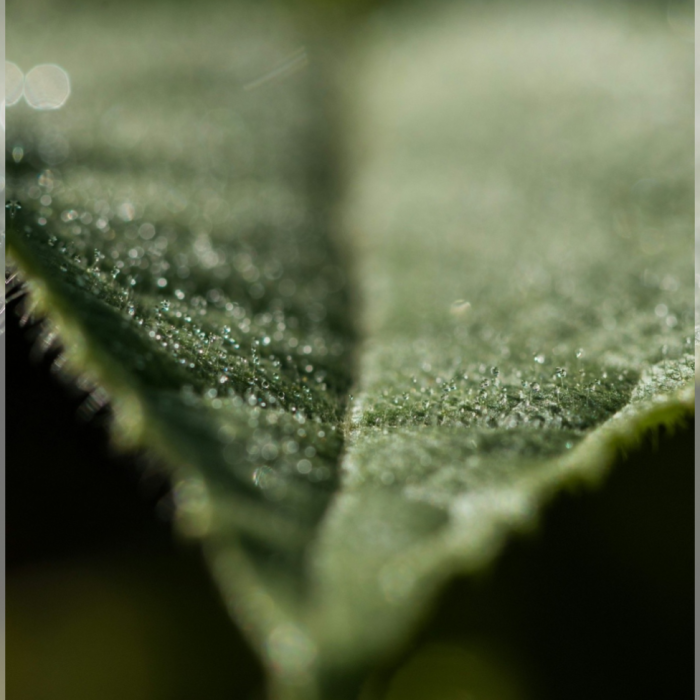 5 Fruits for Radiant Skin_02