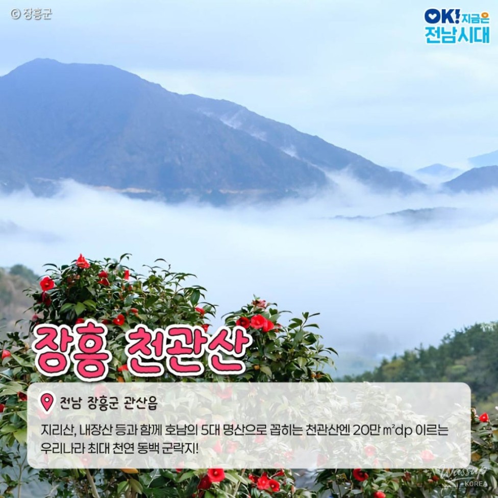 The Beauty of Winter in Jeonnam: Camellia Flowers_03