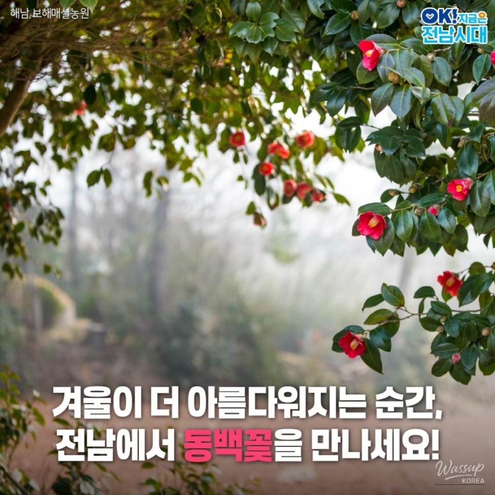 The Beauty of Winter in Jeonnam: Camellia Flowers_07