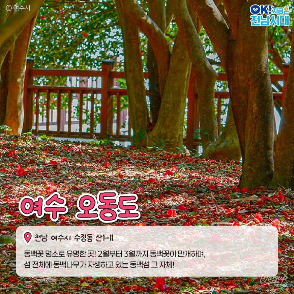 The Beauty of Winter in Jeonnam: Camellia Flowers_02