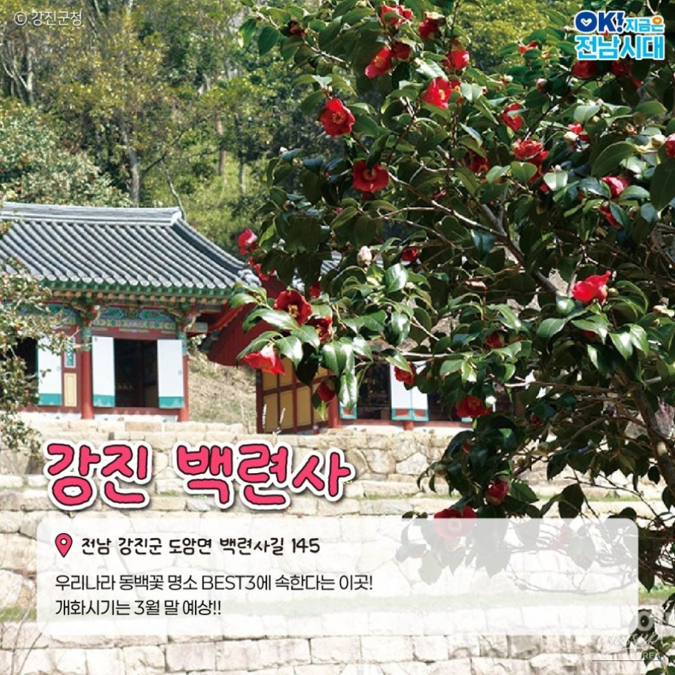 The Beauty of Winter in Jeonnam: Camellia Flowers_04