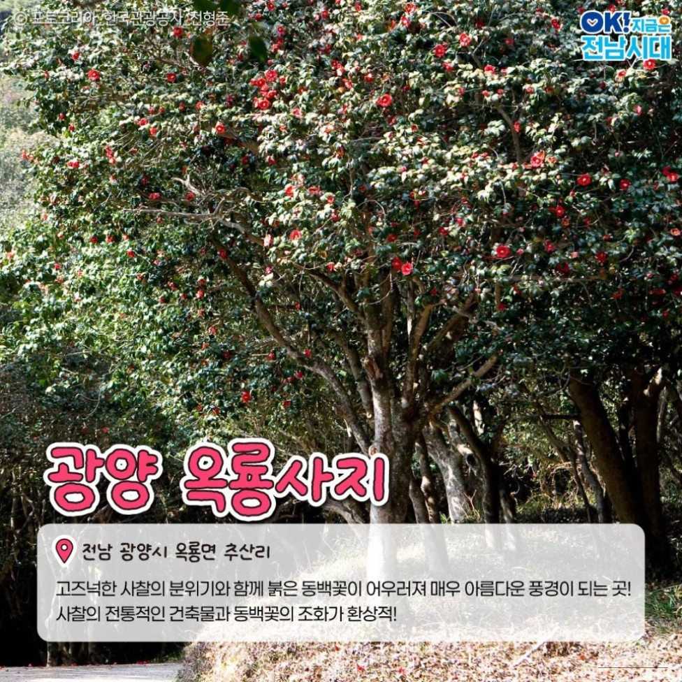 The Beauty of Winter in Jeonnam: Camellia Flowers_06