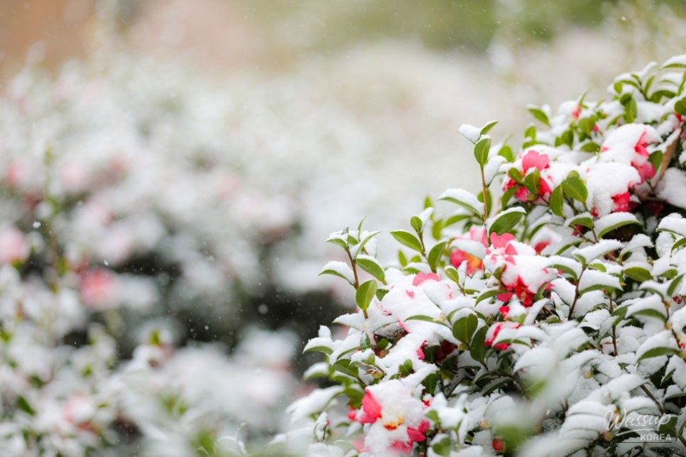 The Winter Flower Festival: A Celebration of 40 Million Camellia Blossoms_03