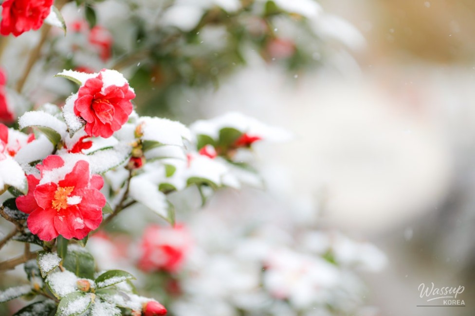The Winter Flower Festival: A Celebration of 40 Million Camellia Blossoms_04