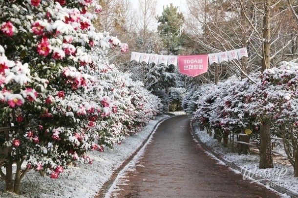 The Winter Flower Festival: A Celebration of 40 Million Camellia Blossoms_02