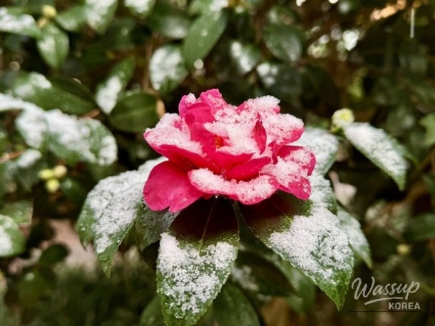 The Winter Flower Festival: A Celebration of 40 Million Camellia Blossoms_05