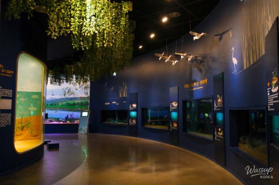 Educational panels explaining freshwater fish species at Upo Wetland