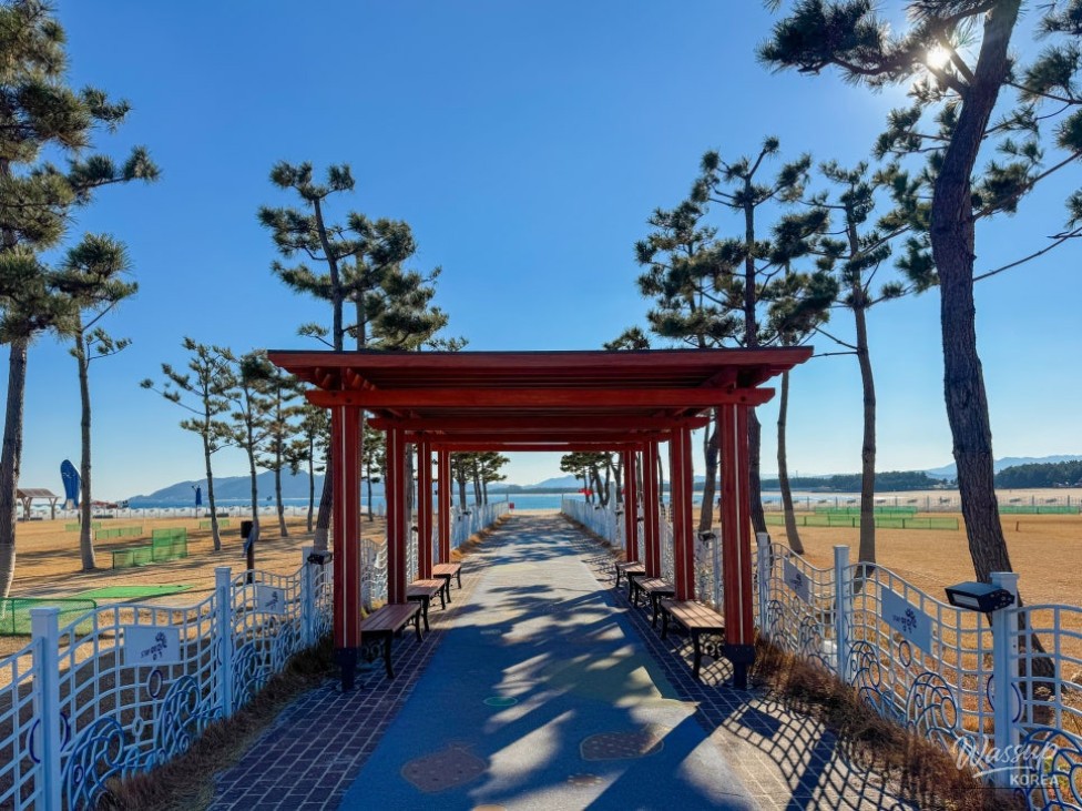 Wide sandy beach at Yeongdeok Whale Beach bordered by pine trees in winter