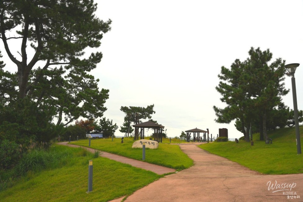 Coastal viewpoint with Korean red pines and ocean below at Solgae Park