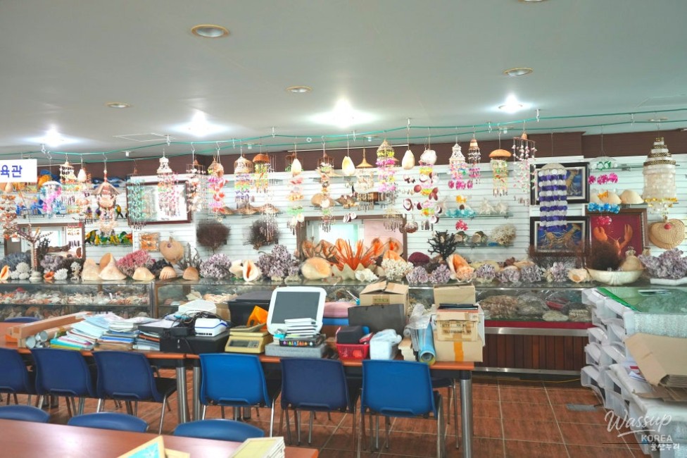 Variety of conchs and whelks displayed with educational explanations