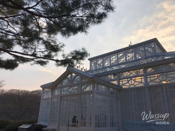 Interior greenery of the Changgyeonggung Great Greenhouse during winter
