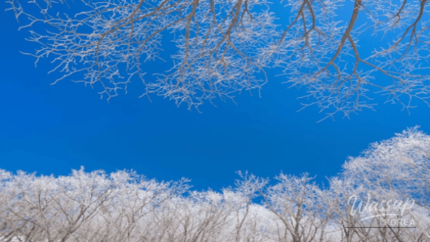Winter forest trail and snowy summit scenery at Hambak Mountain