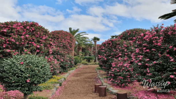 Exploring the Enchanting Winter Wonders of Jeju Island_05