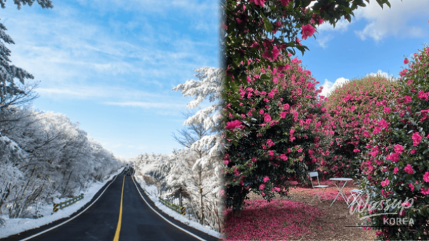 Exploring the Enchanting Winter Wonders of Jeju Island_01