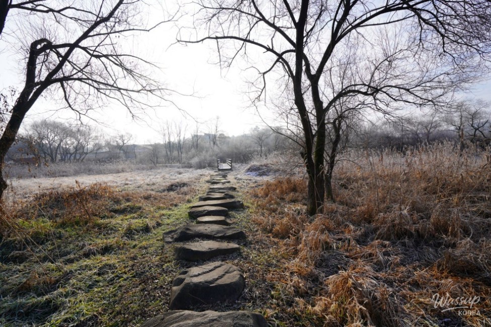 Exploring the Tranquil Beauty of Yongdam Ecological Wetland_04