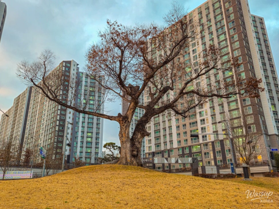 Deck path stretching across the park with winter scenery
