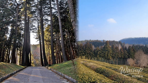 Winter coastal scenery near Busan creating a calm and romantic travel mood