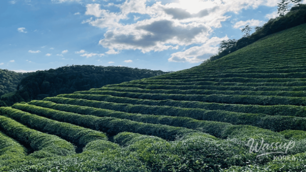 Snow-covered green tea fields at Daehan Green Tea Plantation in Boseong